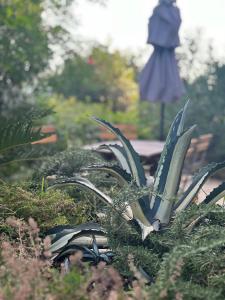 Una planta en un jardín con un banco al fondo. en La casina fra gli oleandri, en Zaneca
