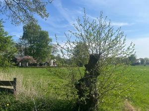 a tree in a field next to a fence at Zonneoord in Ede