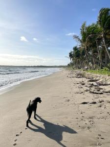 a dog running on a beach near the ocean at Baia Nest TURINGAN Loft, Self-Service Breakfast, Near the Beach, Pet Friendly with a Fee in Gubat