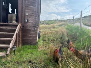 a group of chickens standing in the grass near a building at Eco Crofter's Wagon by the Sea - Off Grid Experience - No electricity - As seen soon on Netflix in Oldshoremore