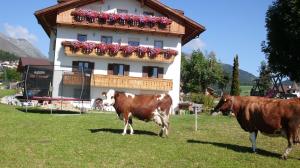 two cows standing in a field in front of a building at Rosenheim Appartement 2 in Maranza