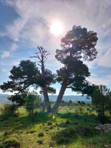 a tree in a field with the sun behind it at Apartamentos de Turismo Rural La Rocha in Fortanete