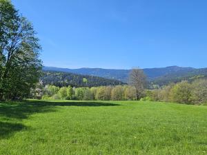a large field of green grass with trees in the background at Lesní apartmán Hamry in Hamry