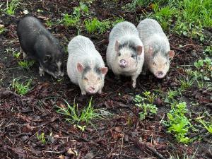 KarolinenkoogにあるLandhaus Pfahlershofのギャラリーの写真