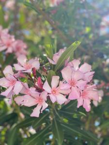 Gallery image of Casa Di Elsa, Lambi, Kos in Kos Town