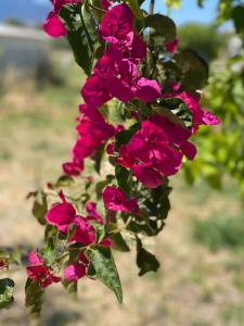 Gallery image of Casa Di Elsa, Lambi, Kos in Kos Town