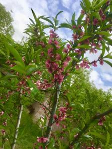 a tree with pink flowers in front of some trees at Family House in Aghtsʼkʼ