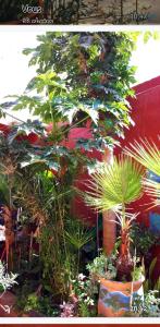 Giardino di 34 degres sud