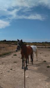 Photo de la galerie de l'établissement Entre Mer et Lac, à Aytré 6 autres photos