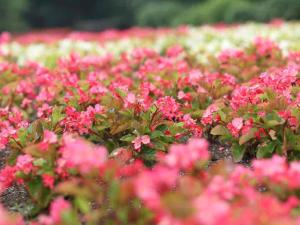 Vrt pred nastanitvijo くじゅう花公園　キャンピングリゾート花と星