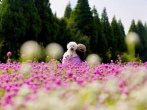 Vrt pred nastanitvijo くじゅう花公園　キャンピングリゾート花と星