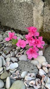 A garden outside Guest house Junona