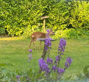een hert dat in het gras staat bij een vogelbad bij Poldersbos 7 - Ouddorp NOT INTENDED FOR COMPANY OR WORK-RELATED STAYS in Ouddorp