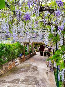 a garden with purple flowers hanging from a pergola at Bruno's Rooms in Bašanija
