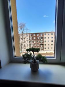 Fotografie z fotogalerie ubytování Comfortable Apartment Gerbera Tallinn v Tallinnu