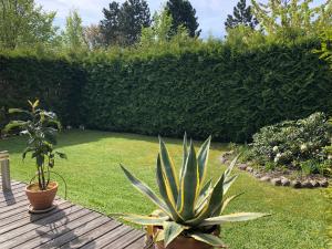 a plant sitting on a wooden deck in a garden at Ferienhaus am Mümmelbrook in Feldberg +28 photos