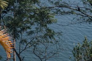una vista de un cuerpo de agua a través de algunos árboles en Essencia Kivu Hotel, en Shangugu 4 fotos más