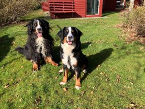 Ospiti di Rum mitt i centrala Helsingborg con animali domestici