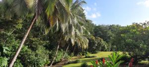 een groep palmbomen in een park bij Appartement cosy près de Goyave tout inclus in Goyave