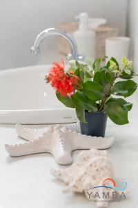 un vase avec une fleur rouge posé sur un comptoir à côté d'un évier dans l'établissement Stella LJHooker Yamba, à Brooms Head