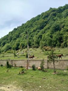 Un grupo de caballos corriendo en un campo cerca de una montaña. en Martvili Canyon Cottage by the River, en Martvili 9 fotos más
