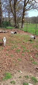 Imagen de la galería de Chambre d'hôte, en Meymac 4 fotos más