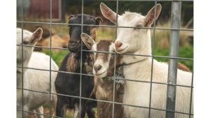 Animais na casa de férias ou nos arredores