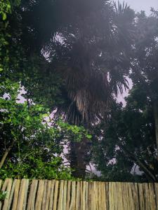 una palma dietro una staccionata di legno di Hidden Gem a George