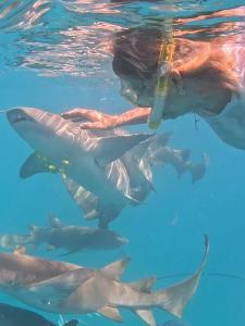 Majutusasutuse Dhoadhi Beach Maldives külastajad