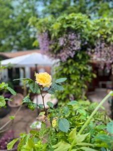 a yellow rose is growing in a garden at Boshuisjes Veluwe Lila met omheinde tuin in Putten