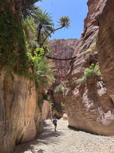 a person walking through a canyon with palm trees at Dana Village experience hotel in Dana