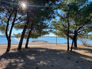 a group of trees on a beach near the water at Apartment IB Studio Pag6 in Kustići
