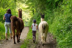 a group of people walking down a path with llamas at La Ferme des Andes in Quins