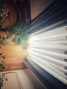 a window in a room with a plant at Sottolavolta in Lecce