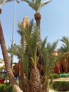 Zahrada ubytování RIAD Le shams