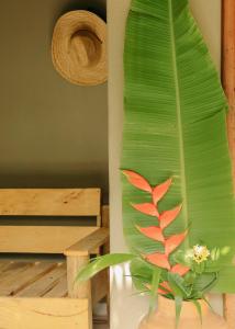 a plant sitting on a table in a room at Na Villa dos Algodões in Marau