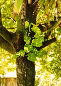 a green plant growing on the side of a tree at Na Villa dos Algodões in Marau