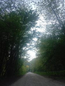 an empty road with trees on either side of it at Sul Collagù in Farra di Soligo