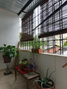 a room with potted plants on a table and windows at Orquídeas Hause in Estación El Salto