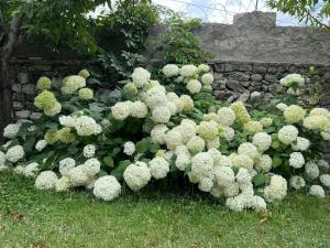 um arbusto de flores brancas ao lado de um muro de pedra em Flora Inn Skardu em Skardu