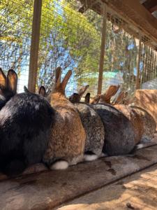 Zvieratá na farme alebo blízkom okolí