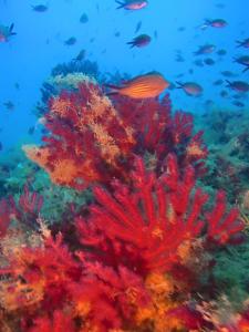 a group of fish swimming around a coral reef at La Villa Del Patrizio in Ostia Antica +18 photos