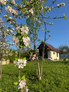 Zahrada ubytování Cottage space