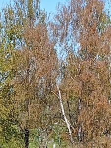 a group of trees with brown leaves on them at Ostrowo LATEM in Ostrowo