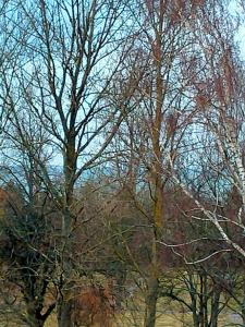 a group of trees with no leaves on them at Ostrowo LATEM in Ostrowo