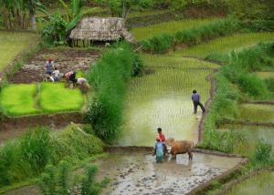 um grupo de pessoas que trabalham em um campo de arroz em Bebek Biru em Sidemen