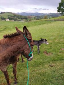 Animales en el apartahotel o alrededores