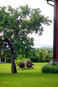 a horse standing under a tree in the grass at Backlund Boende i Dalarna in Rättvik