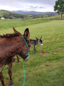 Animales en el apartahotel o alrededores