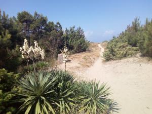a dirt road with plants and trees on a hill at Duplex in riva al mare in Calambrone
